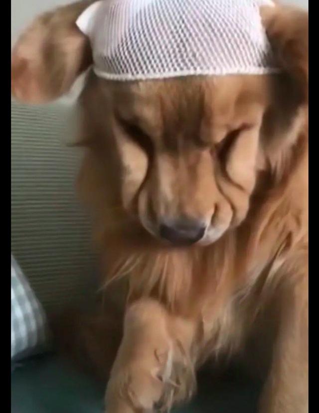 金毛不小心头撞到墙了,包扎过后它一直愁眉苦脸的表情,太委屈了