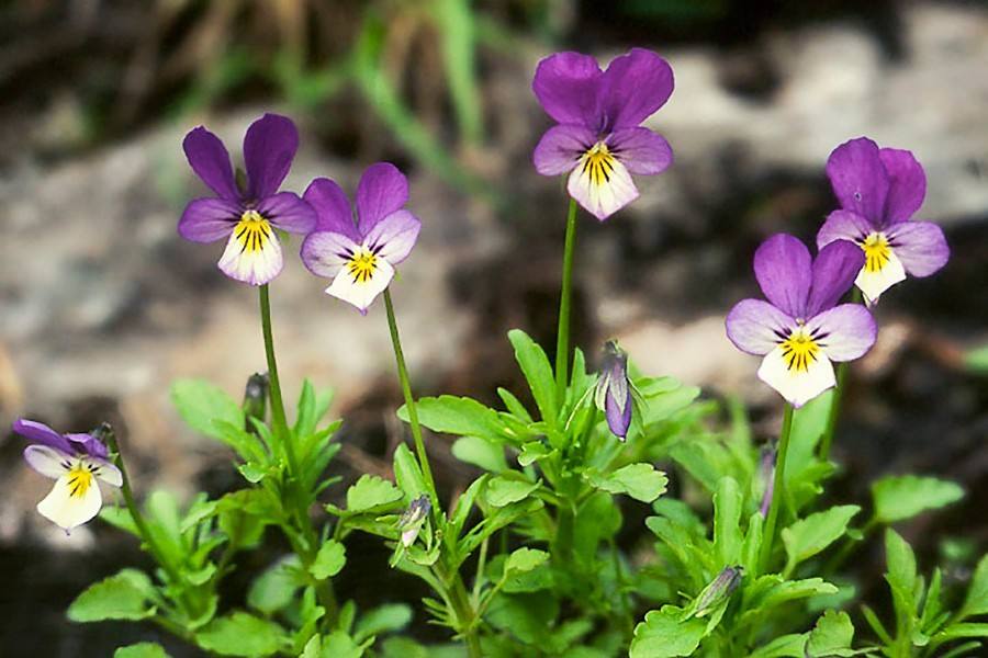 三色堇——植物中的"模仿大王"也被称之为"一花百面"