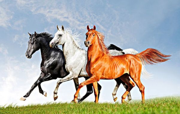 生肖马10月运势切记不要做这3件傻事会断送自己的财路