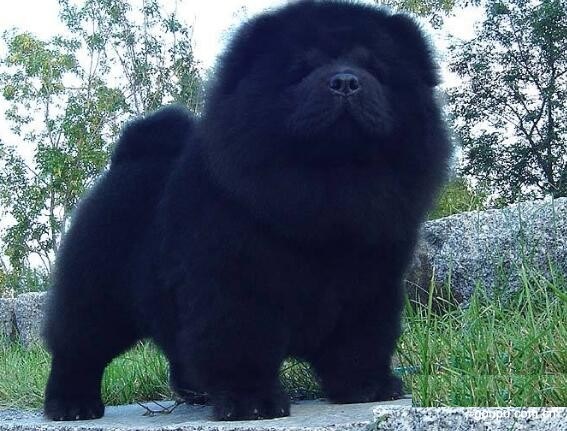 傲慢的松狮犬以自我为中心的性格倔强到不怕体罚