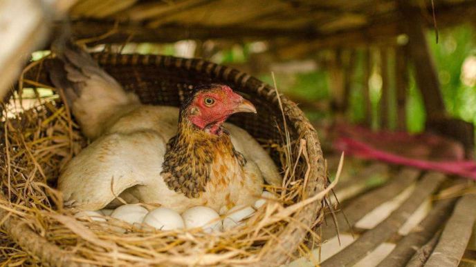 小伙脑洞大开,把鸡窝里的蛋都染了色,母鸡的表情让人笑喷!