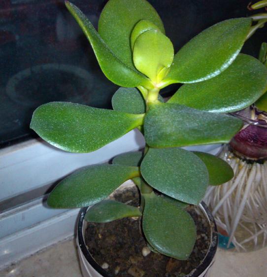 玉树长成高大老桩,一片叶子长成树,这其中有技巧