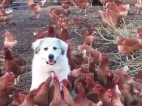 狗狗帮主人看鸡棚,全程呆住不敢乱动,表情让人哭笑不得休闲区蓝鸢梦想 - Www.slyday.coM 狗狗帮主人看鸡棚,全程呆住不敢乱动,表情让人哭笑不得休闲区蓝鸢梦想 - Www.slyday.coM