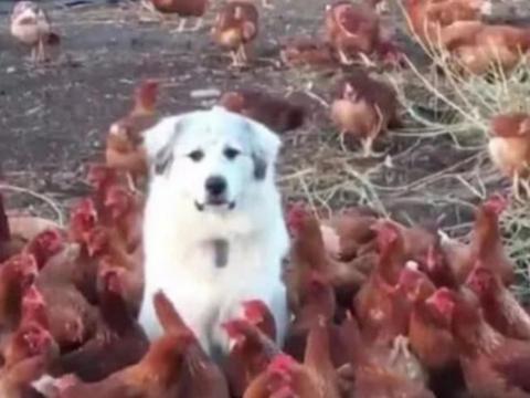 狗狗帮主人看鸡棚,全程呆住不敢乱动,表情让人哭笑不得休闲区蓝鸢梦想 - Www.slyday.coM 狗狗帮主人看鸡棚,全程呆住不敢乱动,表情让人哭笑不得休闲区蓝鸢梦想 - Www.slyday.coM