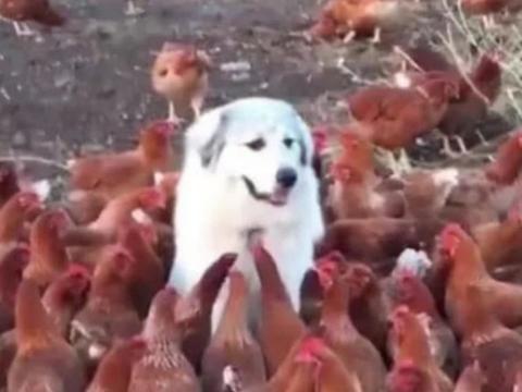 狗狗帮主人看鸡棚,全程呆住不敢乱动,表情让人哭笑不得休闲区蓝鸢梦想 - Www.slyday.coM 狗狗帮主人看鸡棚,全程呆住不敢乱动,表情让人哭笑不得休闲区蓝鸢梦想 - Www.slyday.coM