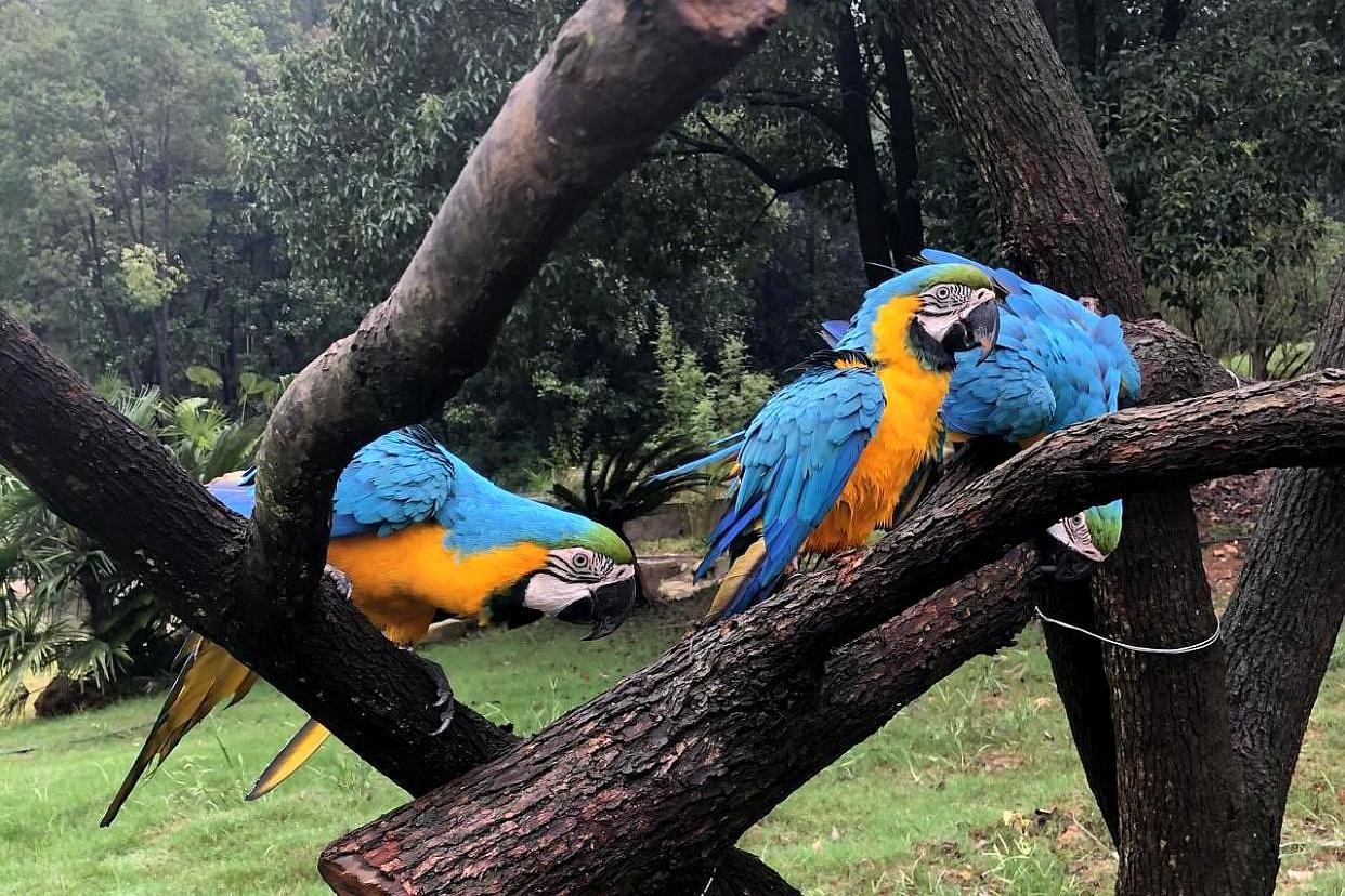 撩开神秘面纱,实地探访武汉野生动物王国,怎么亲密互动