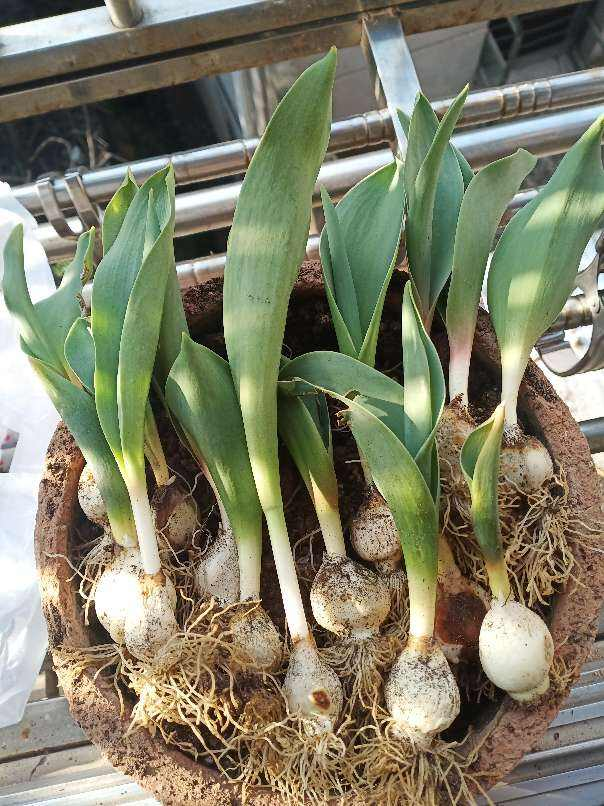 球根植物开一次,球越来越小,该如何养大呢?