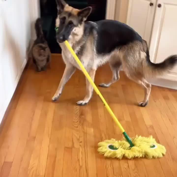别人家的狗子都会帮忙拖地了