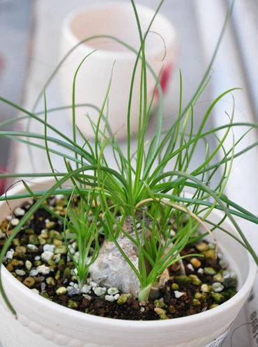 别样多肉苍角殿根像洋葱头开花特美艳