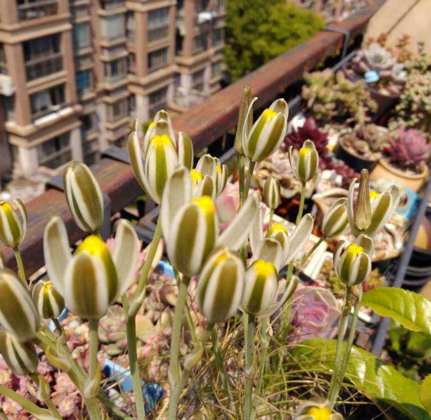 别样多肉苍角殿根像洋葱头开花特美艳