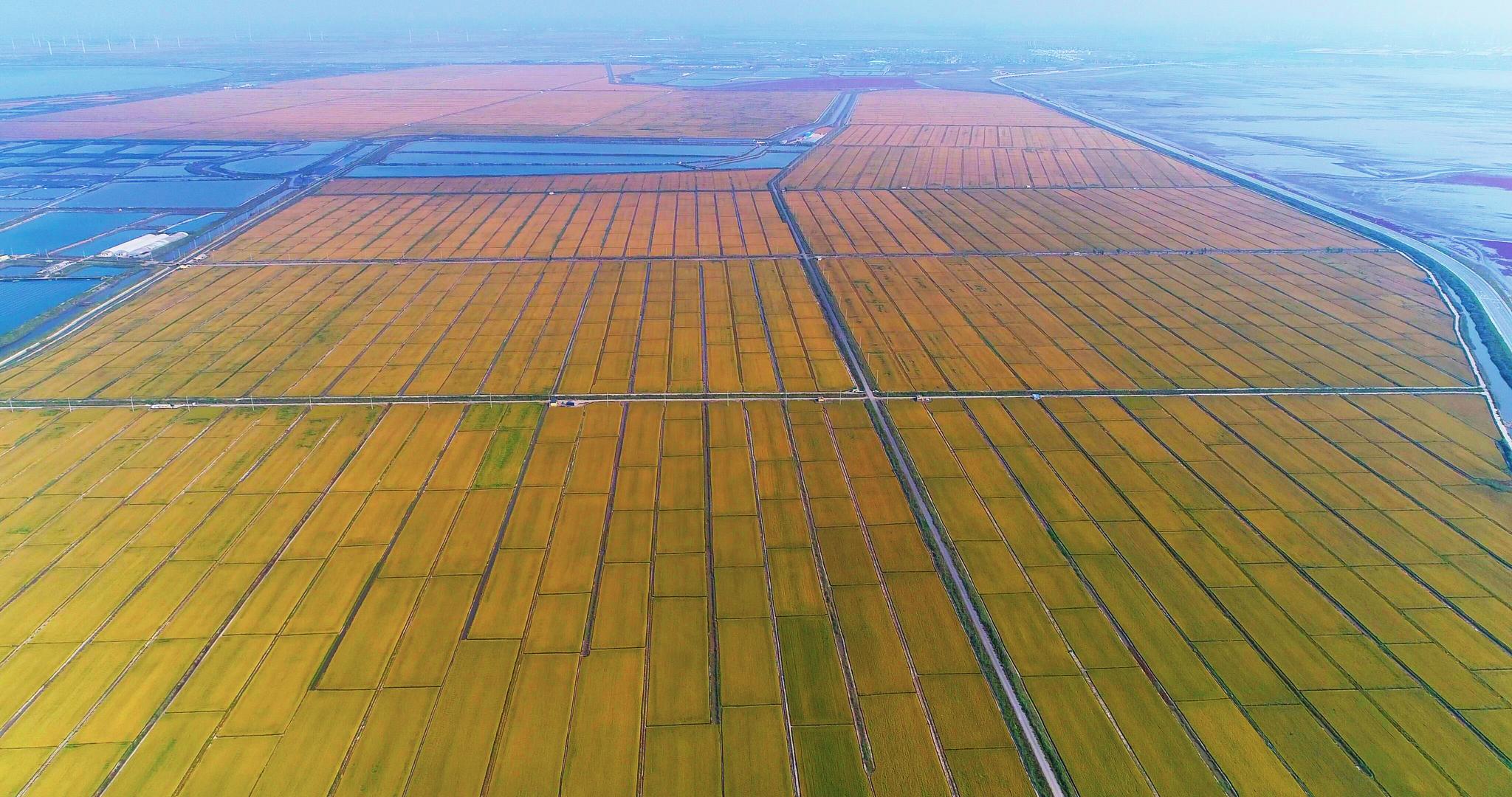 幸福东北盘锦稻梦空间一幅秀美农田画卷