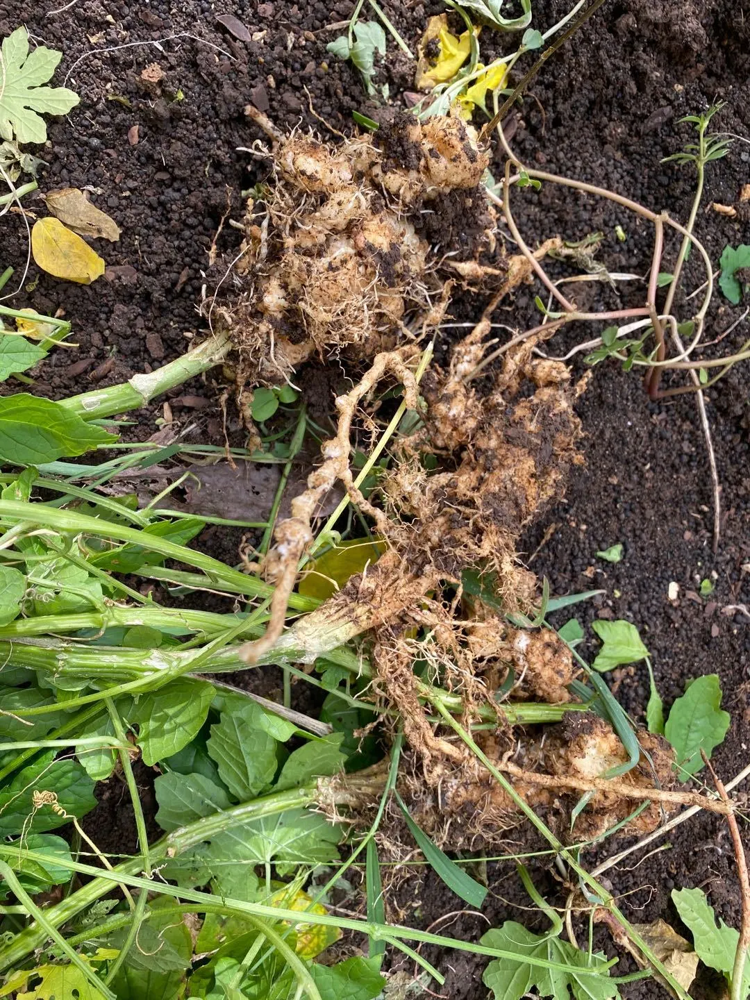 什么是根瘤菌?是好还是坏?根系上带着"凸起",应该怎么处理