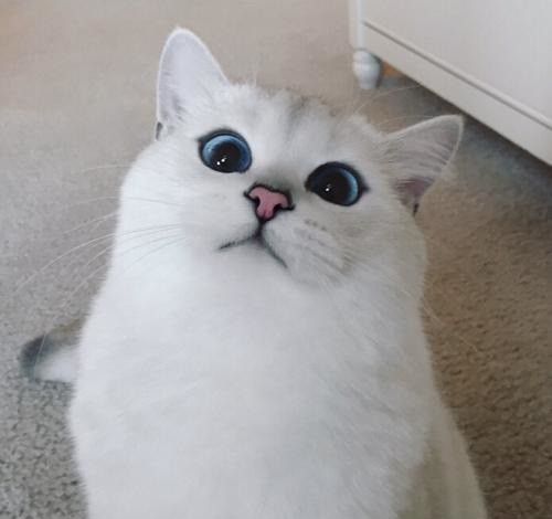 英国短毛猫憨态可掬体形圆胖脸圆眼睛又大又圆你喜欢吗