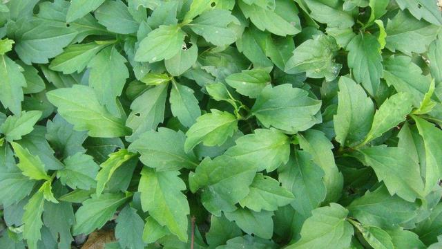 野地里常见的"泥鳅菜"|泥鳅|野草|杂草_新浪新闻