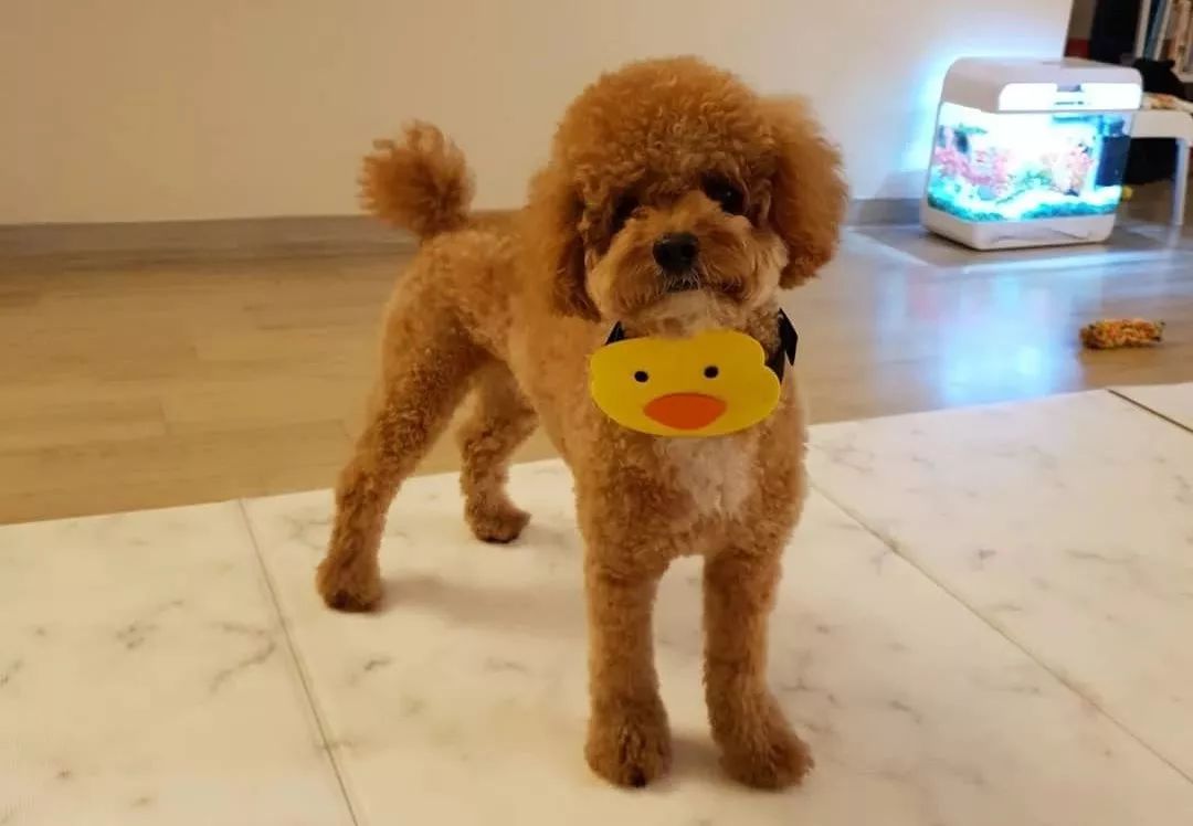 这 些飞耳小泰迪,也太太太太……萌了叭!