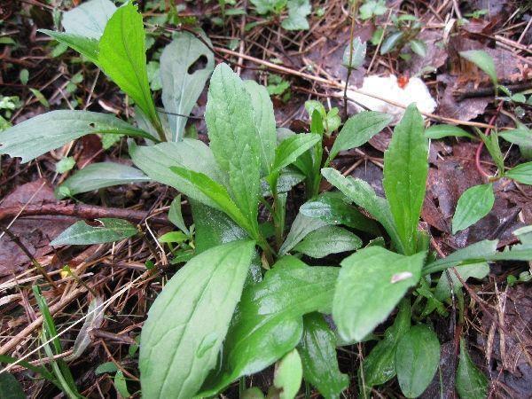 野地里常见的"泥鳅菜"|泥鳅|野草|杂草_新浪新闻