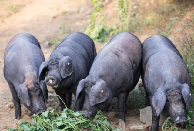 黑猪与普通的白毛家猪相比,用纯粮饲养,生长周期长