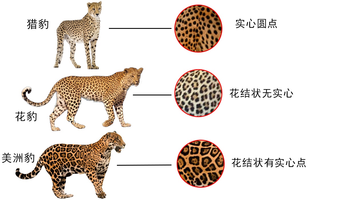 辟谣:猎豹,美洲豹都不是豹,严格意义上的豹只有一类