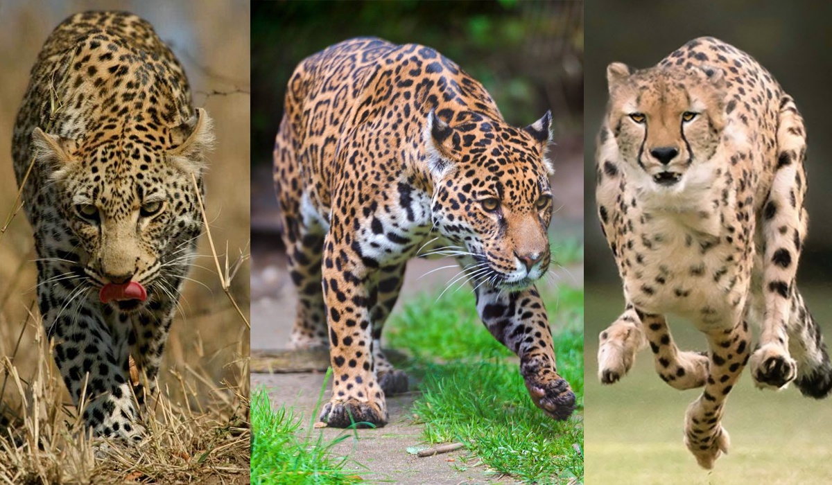 只有一类,那就是花豹,共分9个亚种,在我国,通常将其称之为"金钱豹"