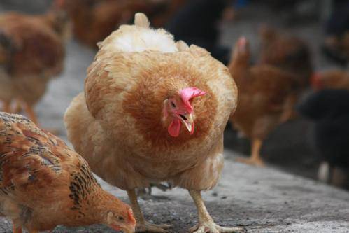 母鸡|叫声|鸣叫_新浪新闻