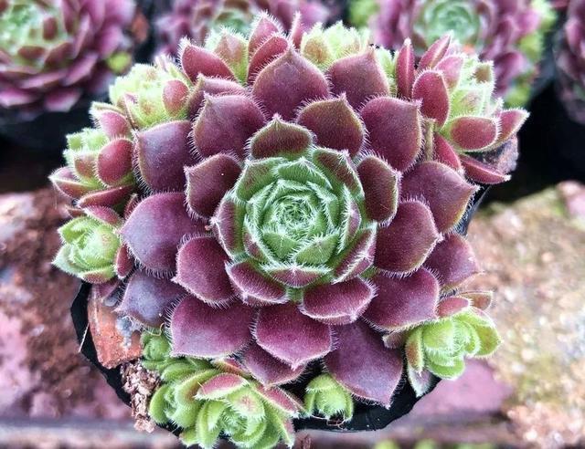 天生丽质典雅大方的紫牡丹多肉这么养护耀眼璀璨雍容华贵