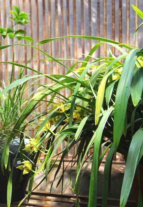 手把手教你种出美丽的碧玉兰,真没那么难养,长得茂密开花香