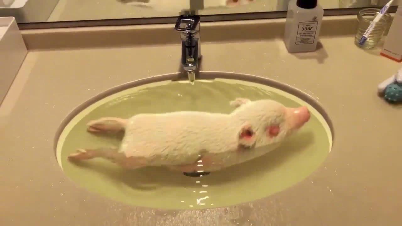 在推特上很火的一只虚拟猪猪:洗澡,过安检,过马路