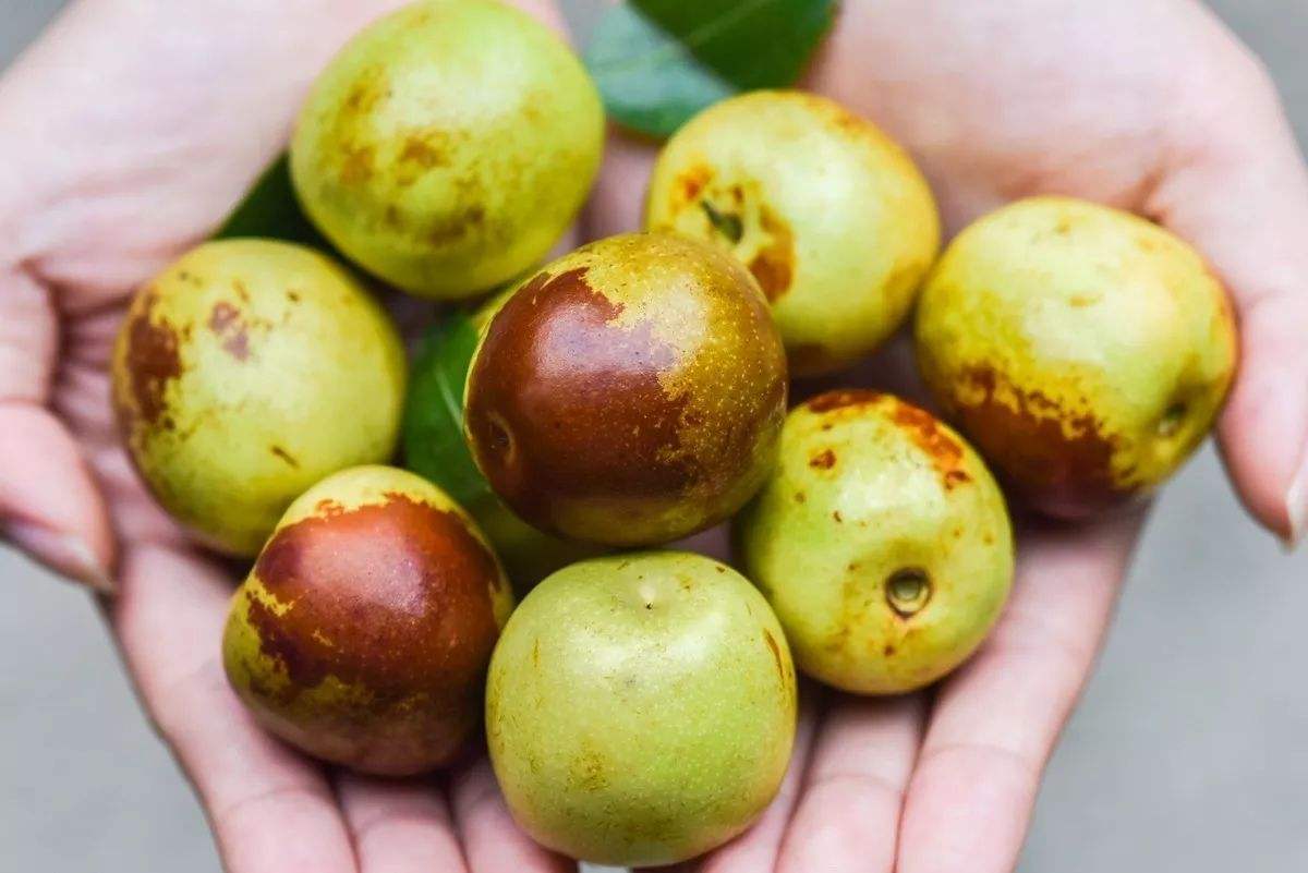 冬枣正当季3个小妙招教你如何挑冬枣个个都是又甜又有水分