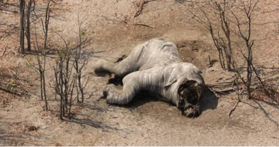 非洲330头大象死亡,倒地前无法辨别方向,这一切竟是蓝藻干的|非洲大陆