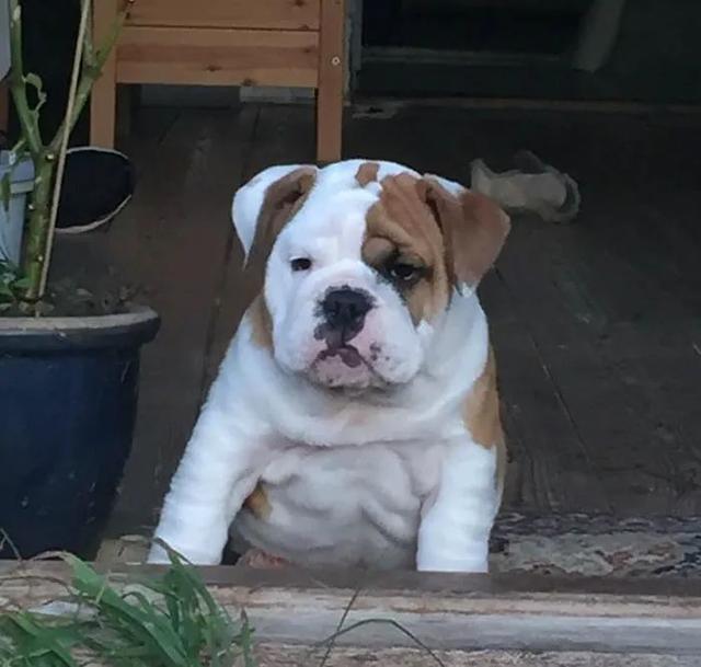 主人就给它在墙上挖了个洞还恶搞装饰一番|主人|围栏|狗子_新浪新闻