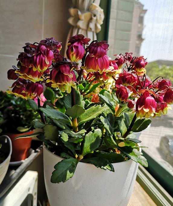 秋季入手宫灯长寿花盆栽照顾到4点春节前后花开不间断