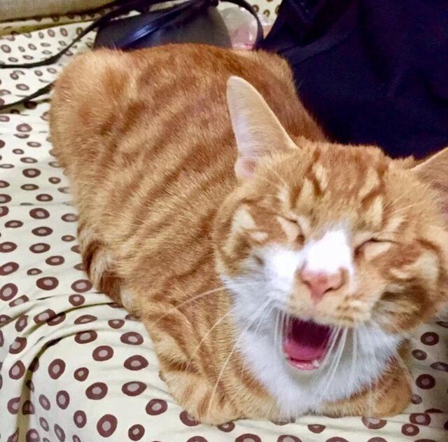 养了半年后猫咪却变成了如此雷神山流浪小奶猫一年后成胖橘 - 淘金网