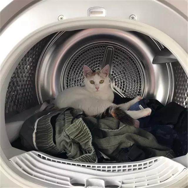 猫咪看到主人准备洗衣服,顺势钻进了洗衣机里