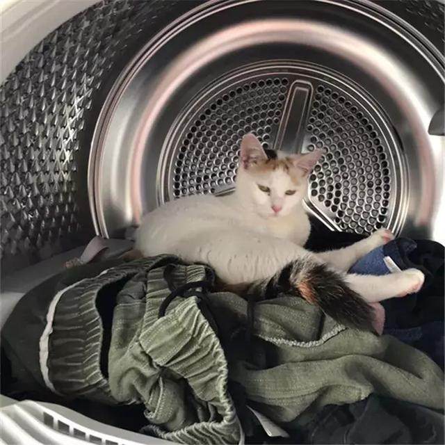 猫咪看到主人准备洗衣服,顺势钻进了洗衣机里