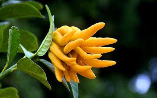 佛手柑葡萄特别适合"懒惰"的人吃,因为最健康的吃法是"不剥皮,不吐籽"