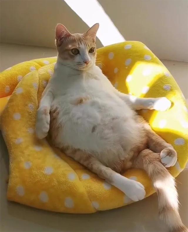 猫咪这个姿势往床上一瘫,好像周末加班了两天才可以休息的我