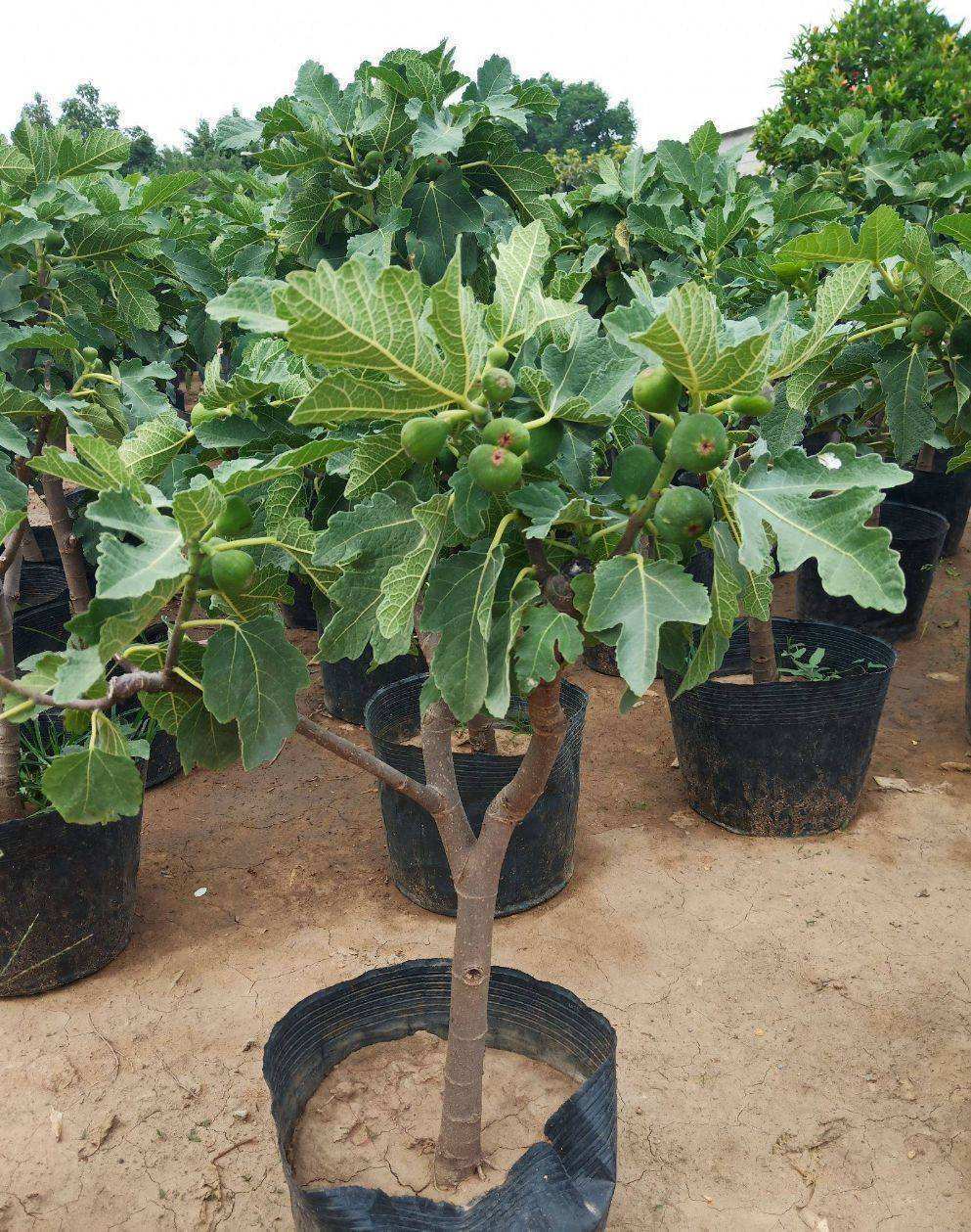 这几年流行的无花果盆栽,你养了,果子一年比一年多