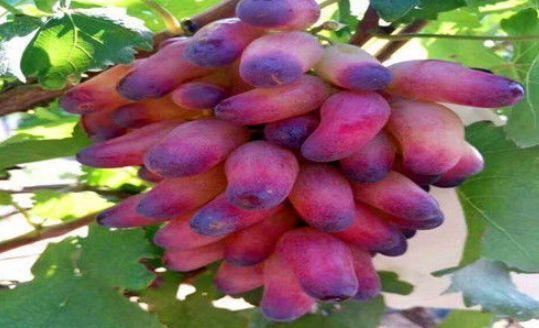 女人爱美适合常吃的食物,排毒润肤,清理肠胃,早吃早好|五味子|红心柚