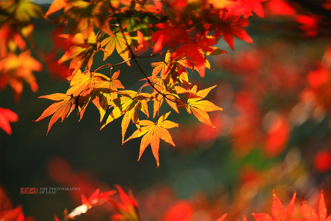 杭州官宣入秋!除了西湖杭州还有这么多秋色美景,不愧为天堂