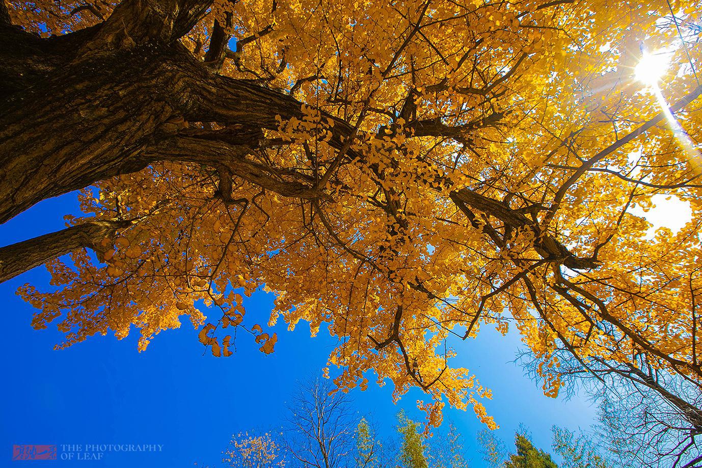 杭州官宣入秋!除了西湖杭州还有这么多秋色美景,不愧为天堂