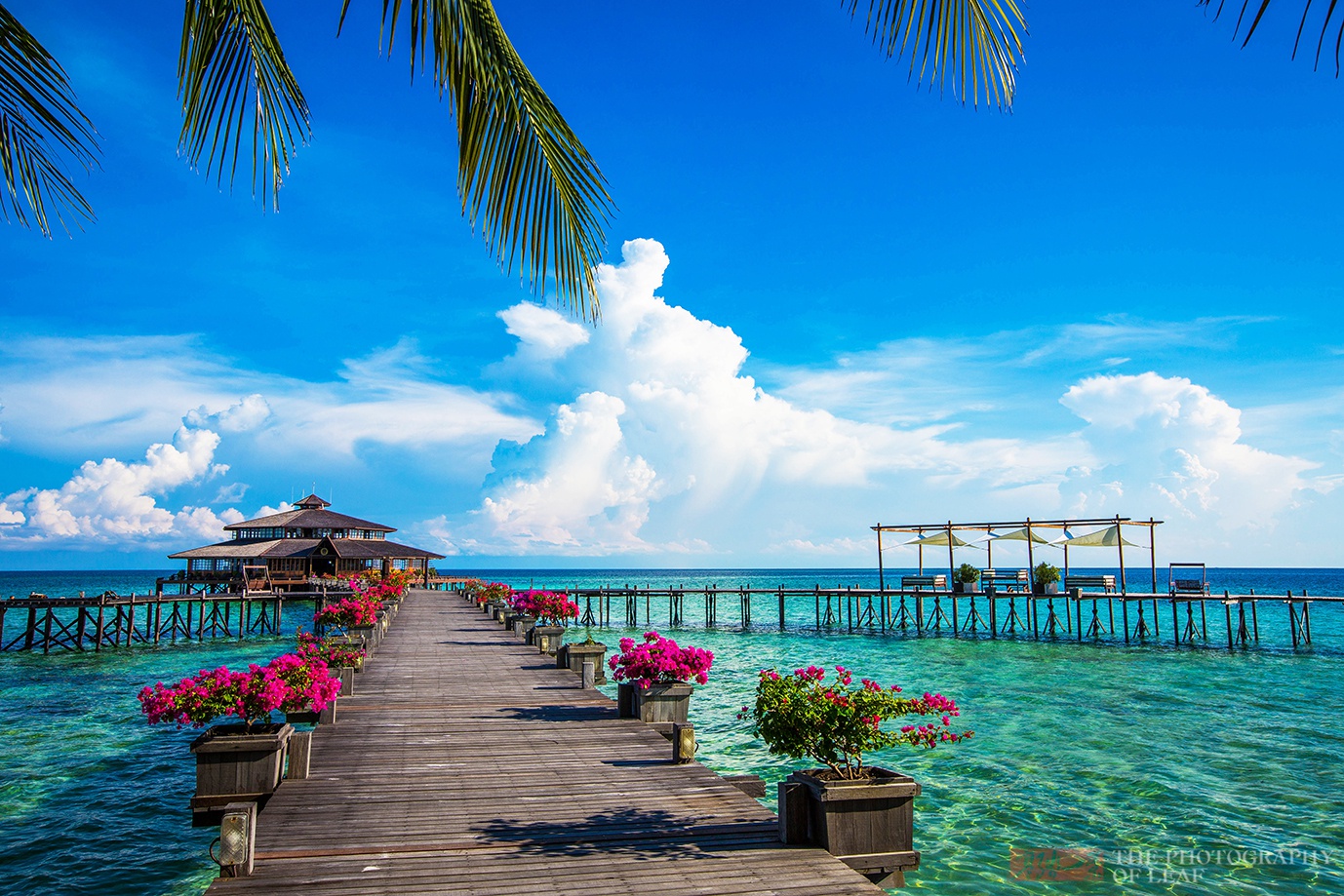马来西亚沙巴最大夜市,海鲜真心便宜,高档海鲜全让中国游客吃了