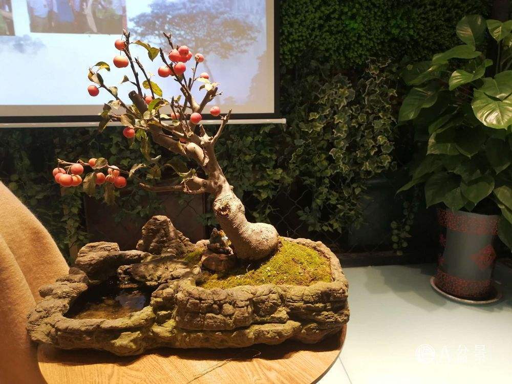 一种特殊的观果盆景,名叫冬红果,颜值高好打理