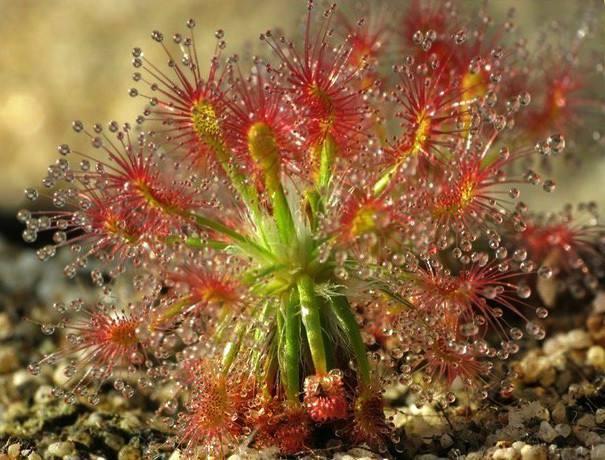 这几种花吃虫子蚊虫见了躲得远