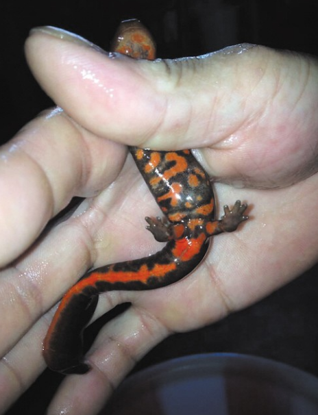 男子抓到一只野生的娃娃鱼,送到保护中心,专家让他洗了手才准走