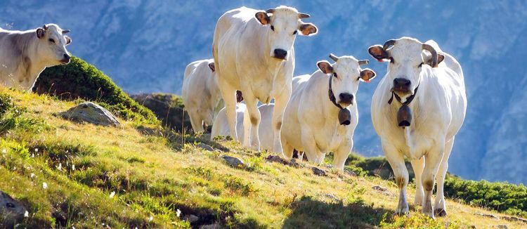 全身长满肌肉的猛牛一脚可以踢死老虎狮子牛界的施瓦辛格