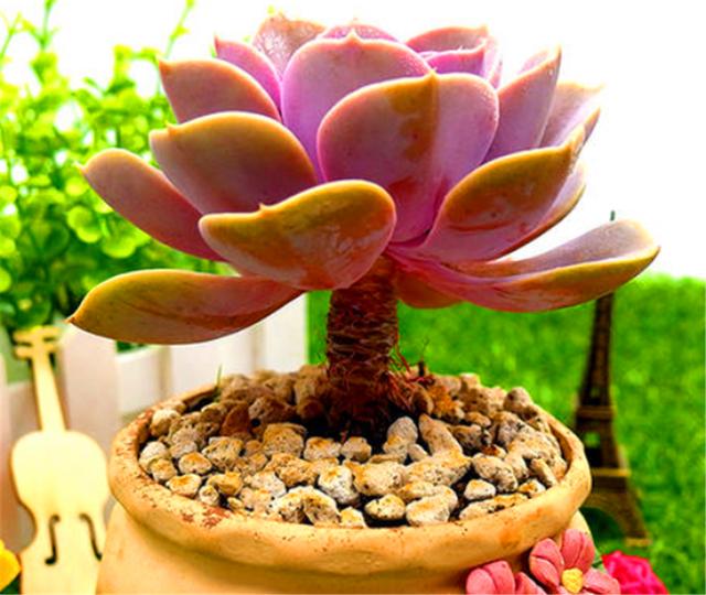 老桩紫珍珠太美了掌握6个要点新手也能养成粉嫩大老桩