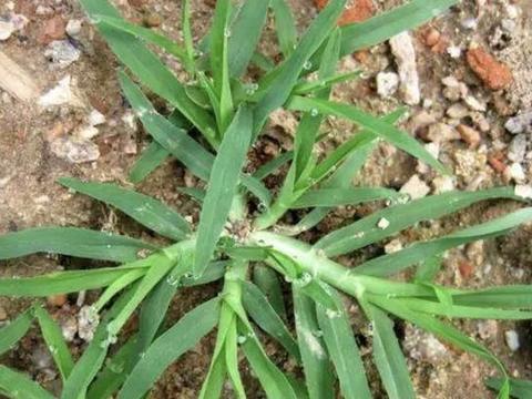 田里的1种草顽强,人称"牛筋草",对农作物"不利",却有价值