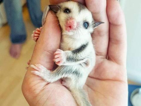 让人融化的可爱蜜袋鼯,浑身上下都是疗愈魅力