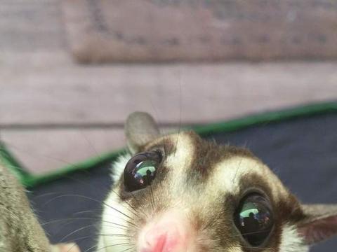 让人融化的可爱蜜袋鼯,浑身上下都是疗愈魅力