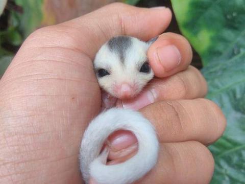 让人融化的可爱蜜袋鼯,浑身上下都是疗愈魅力